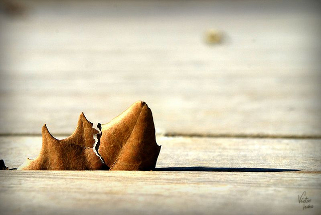 https://www.flickr.com/photos/victornuno/6859030883