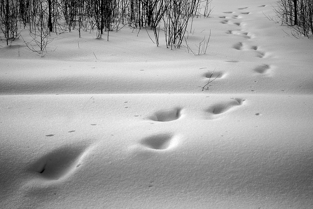 7160760330_2f98249b12_z