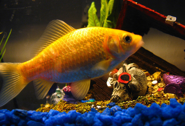 190351832_9cb06c8660_z