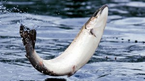 salmon