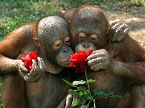 smell-roses