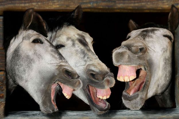 Three horses laughing