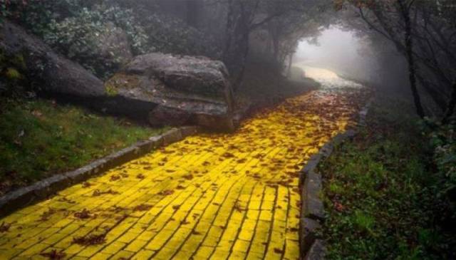 Camino baldosas amarillas bis