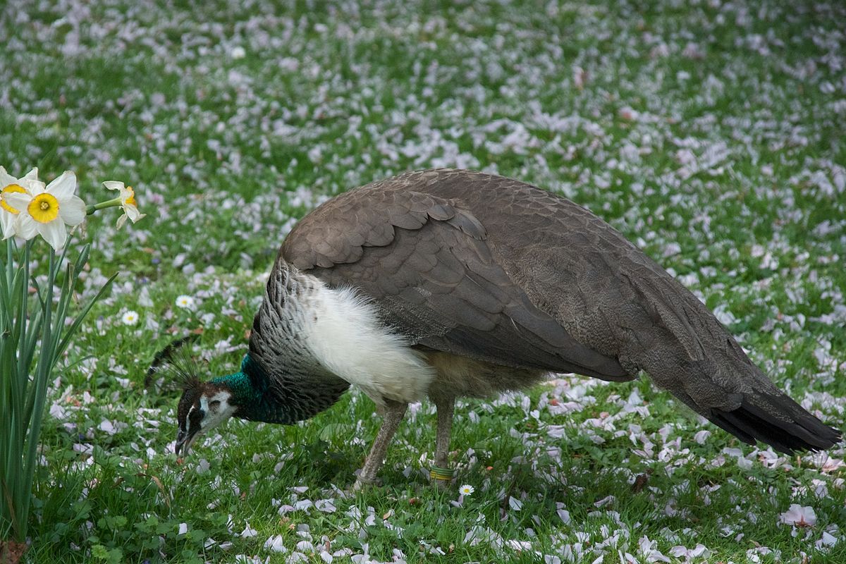1200px-Pavo_cristatus_-Tierpark_Hagenbeck,_Hamburg,_Germany_-female-8a_(1)