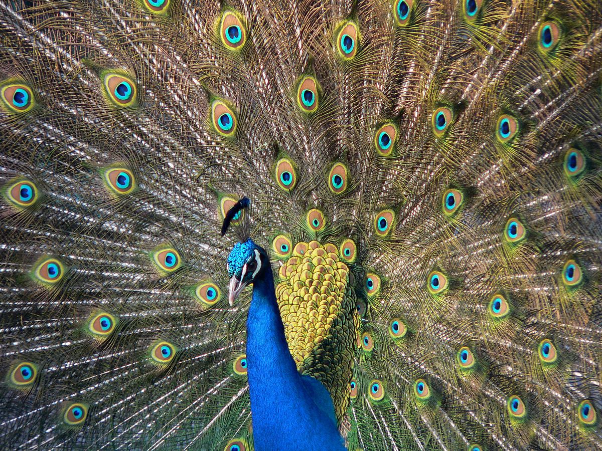 1200px-Pfau_imponierend
